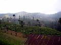 2007 07 14 BALI 095-1